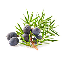 juniper-berries.jpg